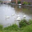 Swans in the Brayford Pool