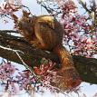 Squirrel in Japanese Plum Tree/Front Lawn